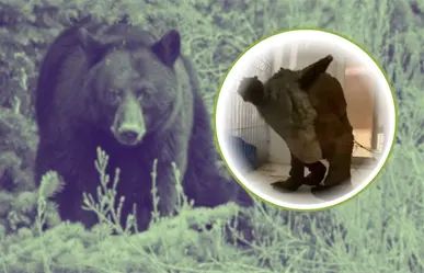 ¡Mina va ganando la batalla! La osa rescatada ya pesa 37.6 kilos