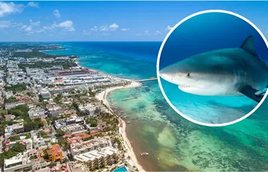 Empieza la temporada de tiburón toro en Quintana Roo: estas son las playas con avistamientos