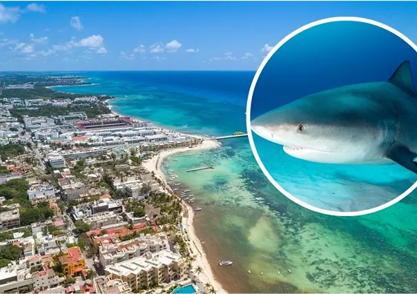 Empieza la temporada de tiburón toro en Quintana Roo: estas son las playas con avistamientos