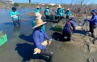 Ellas están salvando un manglar en el corazón de La Paz