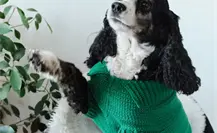 Frente Frío en Tamaulipas: ¿Dónde comprar suéters para mascotas? Frente Frío en Tamaulipas: ¿Dónde comprar suéters para mascotas?