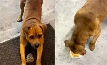 VIDEO | Perrito callejero paga con piedras su comida en local en CDMX VIDEO | Perrito callejero paga con piedras su comida en local en CDMX