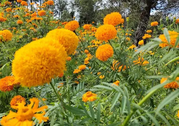 ¿Qué hacer con la flor de cempasúchil después del Día de Muertos?