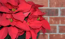 DIF Altamira ofrece talleres navideños; aprende a crear flores de nochebuena