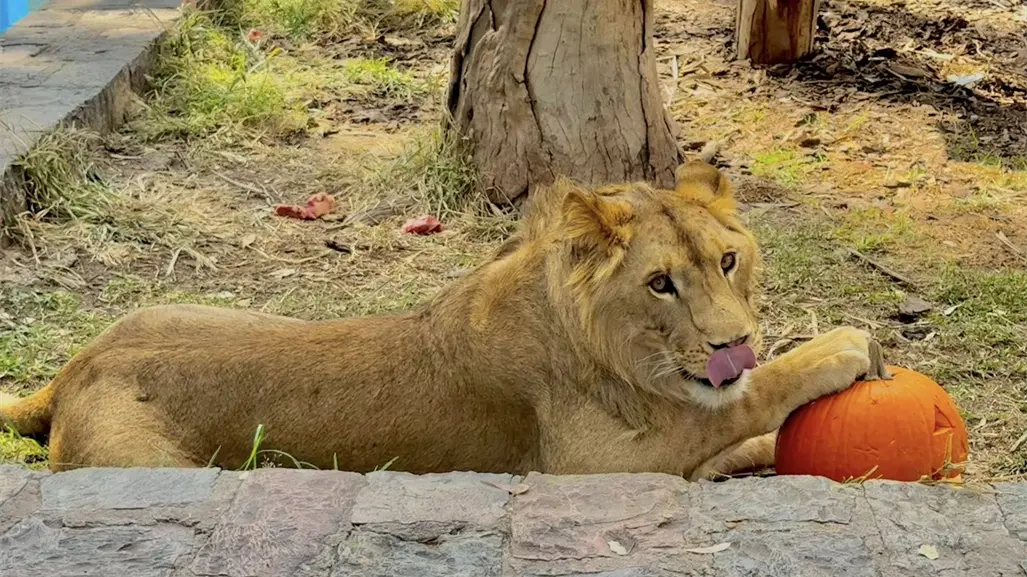 Las increíbles postales de Halloween 2025 captadas en el zoológico de Durango