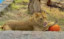 Las increíbles postales de Halloween 2025 captadas en el zoológico de Durango Las increíbles postales de Halloween 2025 captadas en el zoológico de Durango