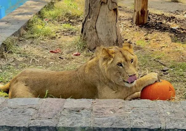 Las increíbles postales de Halloween 2025 captadas en el zoológico de Durango