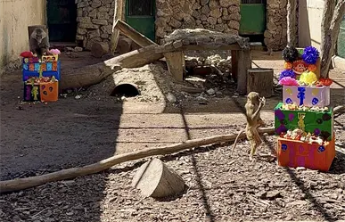 Zoológico de Durango lo hace de nuevo: esto comieron sus animales por Día de Muertos