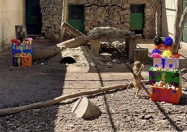 Zoológico de Durango lo hace de nuevo: esto comieron sus animales por Día de Muertos