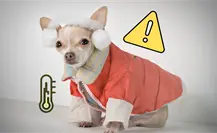 Pronóstico del clima en CDMX alerta por bajas temperaturas y este será el día más frío de la semana Pronóstico del clima en CDMX alerta por bajas temperaturas y este será el día más frío de la semana