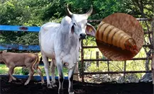 Gusano barrenador en Yucatán: cerca de llegar a los 1,000 casos al detectarse más en la última semana Gusano barrenador en Yucatán: cerca de llegar a los 1,000 casos al detectarse más en la última semana