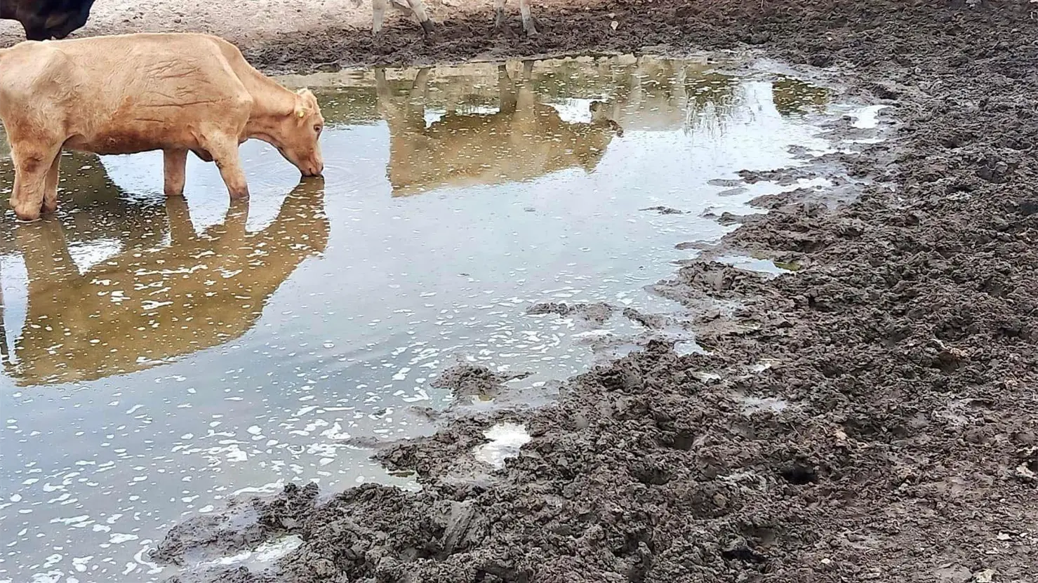 ¿Terminó ya el riesgo de dengue en 2025? Esto dice el director de Salud Pública de Durango