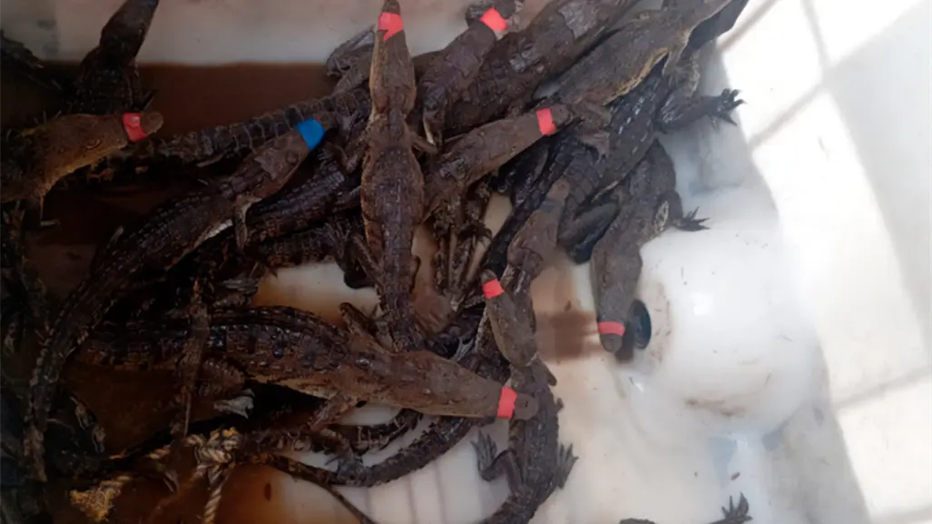 Esto se sabe del primer comité de Vigilantes Cocodrilos en Tamaulipas