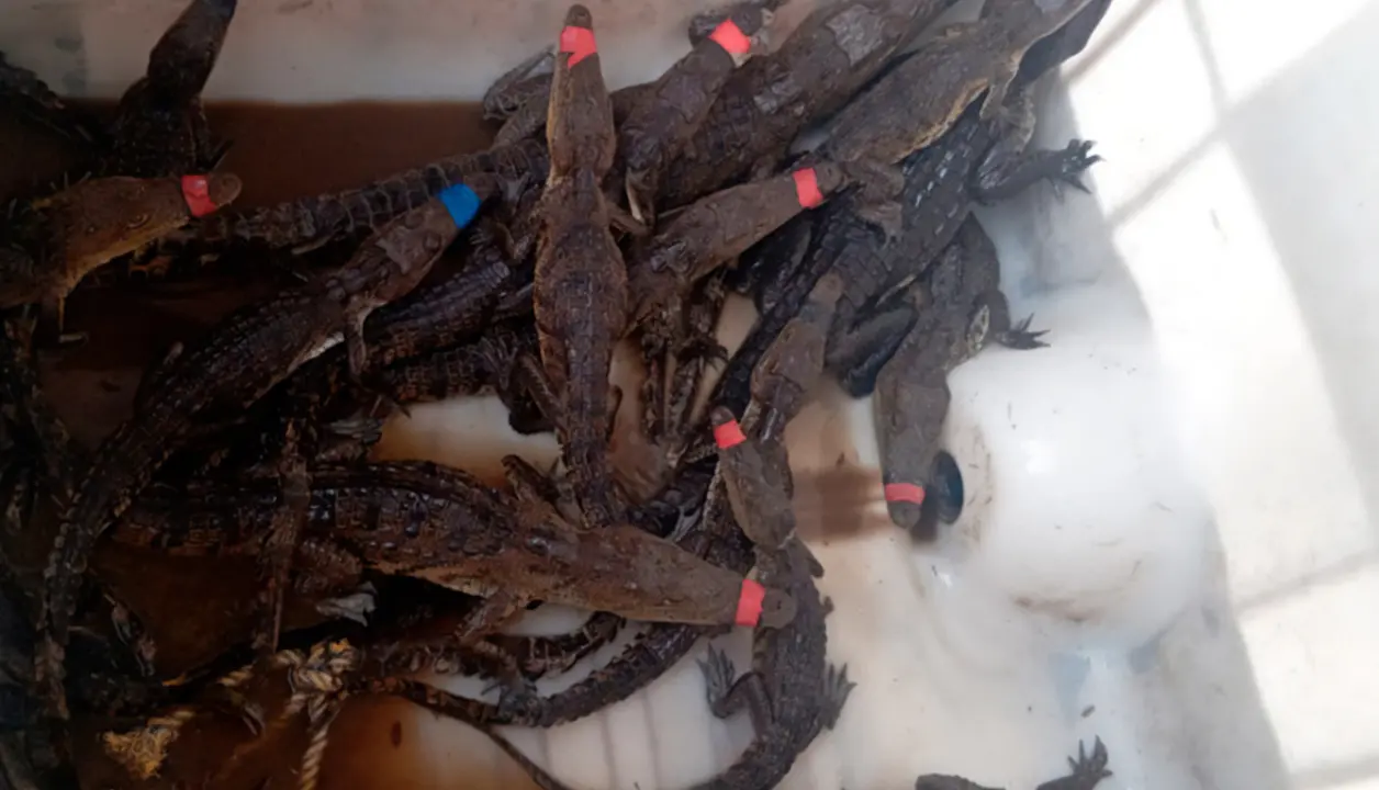 En la zona conurbada se registran más de 3 mil reportes de cocodrilos fuera de su hábitat desde 2010, convirtiendo a este rincón de Tamaulipas en el número uno del país en interacción social con la especie. Foto: Protección Civil