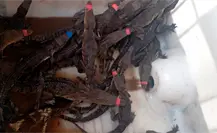 Esto se sabe del primer comité de Vigilantes Cocodrilos en Tamaulipas