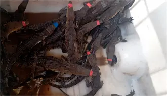 Esto se sabe del primer comité de Vigilantes Cocodrilos en Tamaulipas