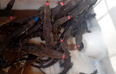 Esto se sabe del primer comité de Vigilantes Cocodrilos en Tamaulipas