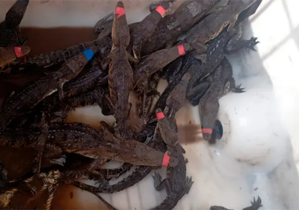 Esto se sabe del primer comité de Vigilantes Cocodrilos en Tamaulipas