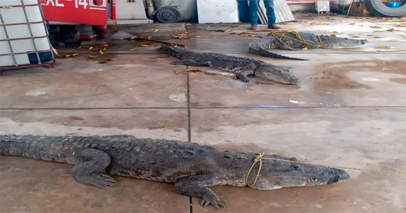 imagen recuadro imagen recuadro