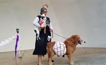 Este concurso de disfraces es el más esperado por los amantes de los animales Este concurso de disfraces es el más esperado por los amantes de los animales