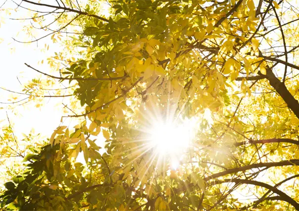 Clima soleado y sin lluvias para Tamaulipas este 5 de noviembre