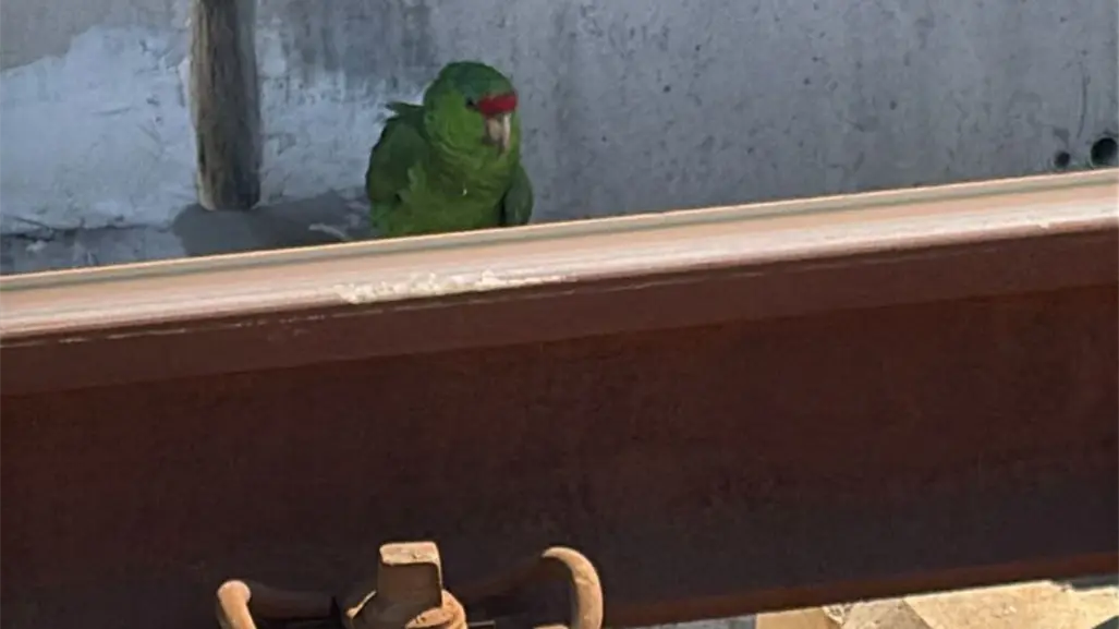 Rescatan a un loro tamaulipeco en las vías del Metro de Monterrey