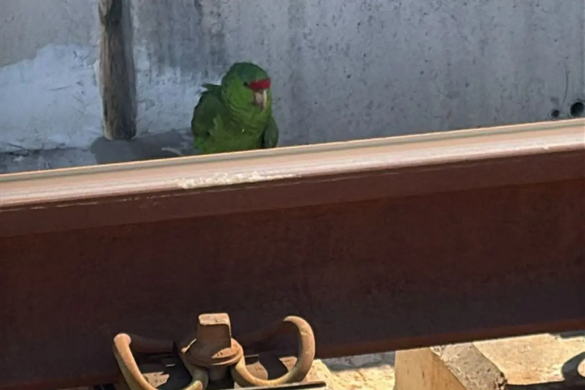 Rescatan a loro tamaulipeco en vías del Metro de Monterrey y lo ponen a salvo. Foto: Metrorrey