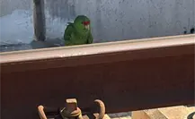 Rescatan a un loro tamaulipeco en las vías del Metro de Monterrey Rescatan a un loro tamaulipeco en las vías del Metro de Monterrey