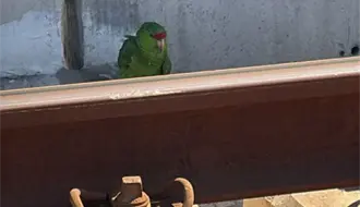 Rescatan a un loro tamaulipeco en las vías del Metro de Monterrey