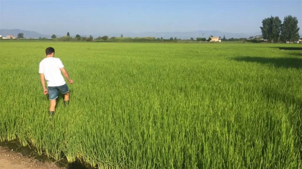 Estos dos municipios ponen en el Top 10 nacional a Tamaulipas en producción de arroz