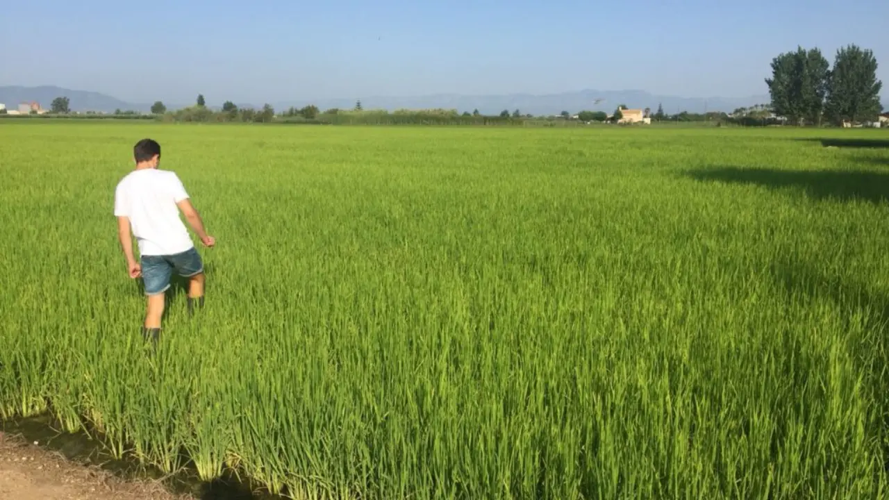 Por eso, el que Tamaulipas mantenga viva su zona arrocera es una buena noticia: no solo para la economía local, sino también para la seguridad alimentaria del país. Foto: SADER