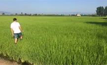 Estos dos municipios ponen en el Top 10 nacional a Tamaulipas en producción de arroz Estos dos municipios ponen en el Top 10 nacional a Tamaulipas en producción de arroz