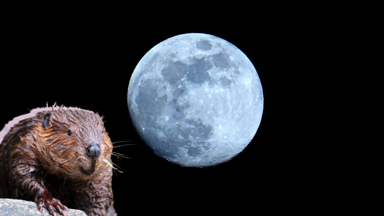 La Luna del Castor se podrá observar en su totalidad el miércoles 5 de noviembre/Foto: Canva