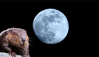 Luna del Castor: cuándo y cómo observar este fenómeno lunar en 2025