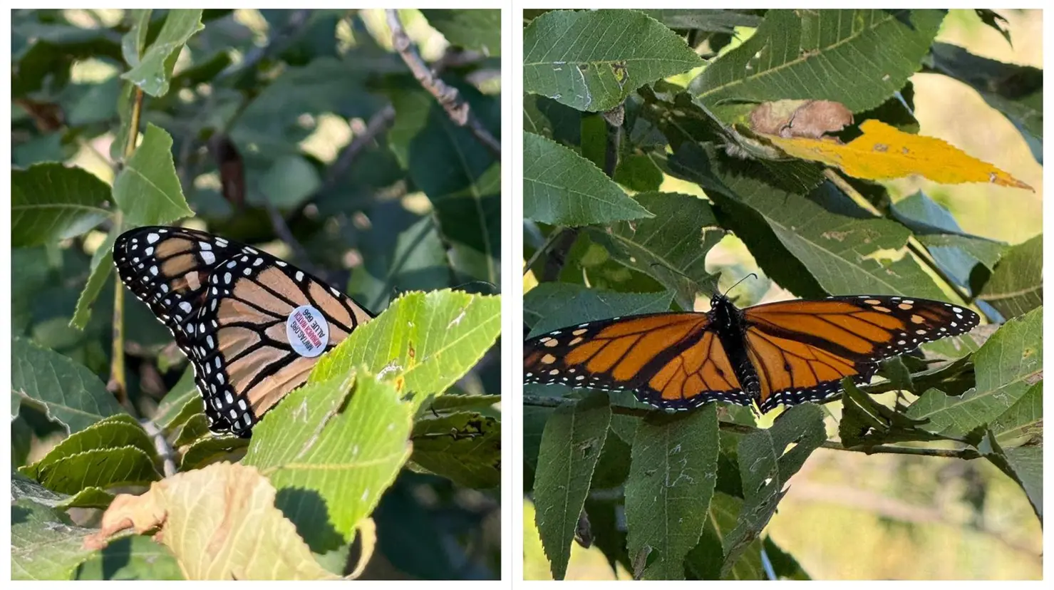 La migración de la mariposa monarca pasa por Coahuila. Observadores en Saltillo registran ejemplares etiquetados que recorren miles de kilómetros. (Fotografía: Leslie Delgado)