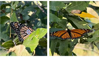 Mariposas monarca etiquetadas llegan a Saltillo: conoce los detalles de su migración 