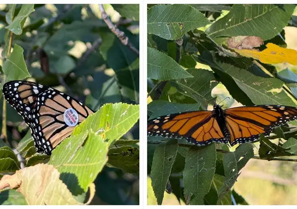 Mariposas monarca etiquetadas llegan a Saltillo: conoce los detalles de su migración 