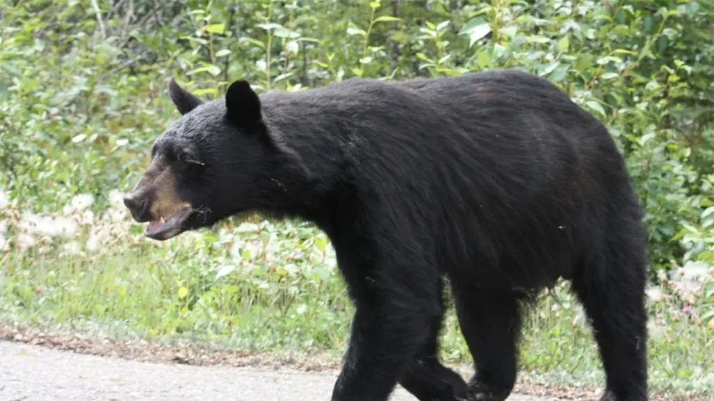 Oso visita patio de una casa en la Hacienda Carricitos de Juárez, Nuevo León