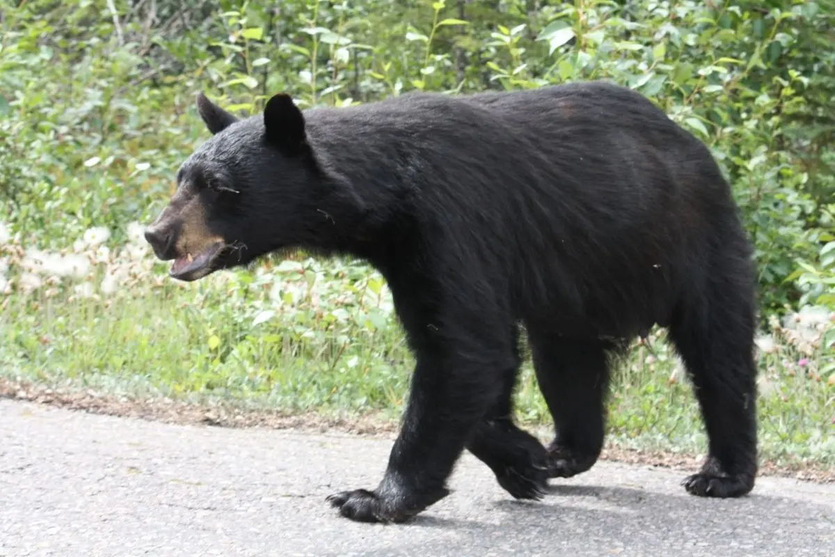 Un oso sorprendió en el patio del hogar de una familia en la Hacienda Carricitos, del municipio de Juárez, Nuevo León. Foto: Canva