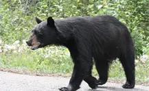 Oso visita patio de una casa en la Hacienda Carricitos de Juárez, Nuevo León