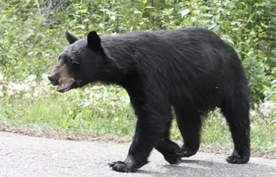 Oso visita patio de una casa en la Hacienda Carricitos de Juárez, Nuevo León