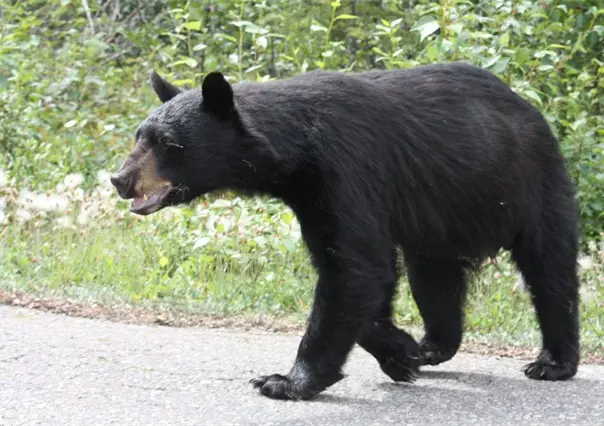 Oso visita patio de una casa en la Hacienda Carricitos de Juárez, Nuevo León