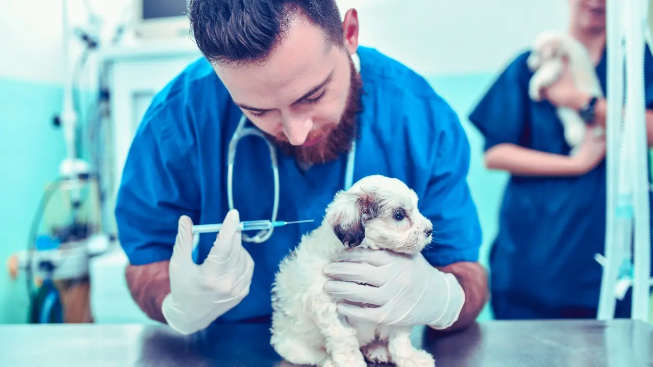 Una mascota y un médico. Foto: Canva