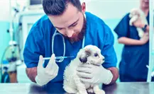 ¡Vacuna a tu lomito hoy! ¿Dónde registrarse en Juárez para la dosis gratis?