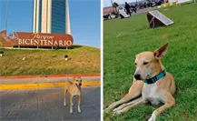 Ola de apoyo en redes por “El Wero de la Torre”, tras acusación de mordida Ola de apoyo en redes por “El Wero de la Torre”, tras acusación de mordida