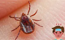 Niña de Durango muere semanas después de mordedura de garrapata y esto se sabe del caso Niña de Durango muere semanas después de mordedura de garrapata y esto se sabe del caso