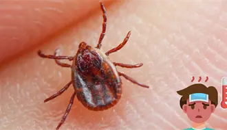 Niña de Durango muere semanas después de mordedura de garrapata y esto se sabe del caso