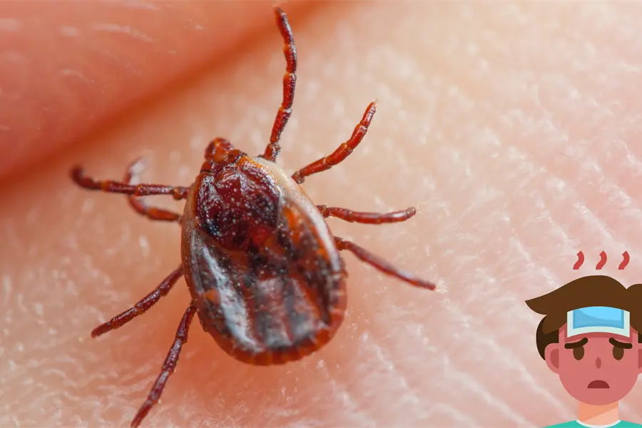 Niña de Durango muere semanas después de mordedura de garrapata y esto se sabe del caso