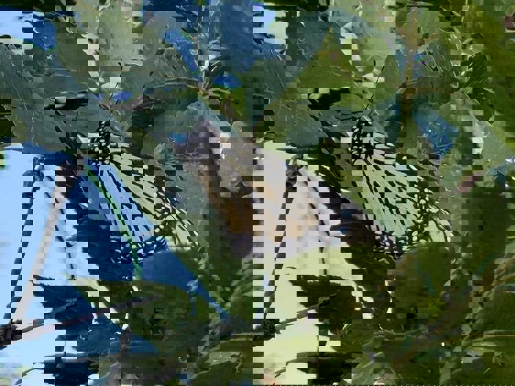 imagen-cuerpo imagen-cuerpo