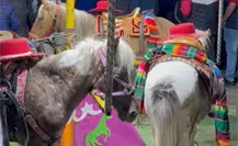 Denuncian maltrato animal por uso de ponis como carrusel viviente en la Feria de Tlaxcala 2025 Denuncian maltrato animal por uso de ponis como carrusel viviente en la Feria de Tlaxcala 2025
